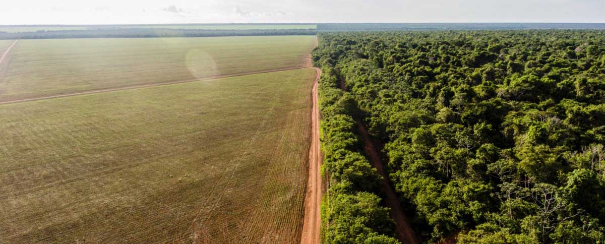 Ao Menos Milh Es De Rvores Foram Derrubadas Ilegalmente No Xingu Em