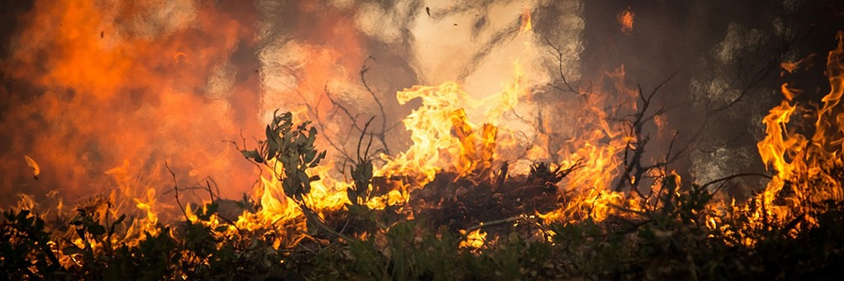 Resultado de imagem para O holocausto da Amazônia põe a civilização em alerta. Artigo de Marina Silva