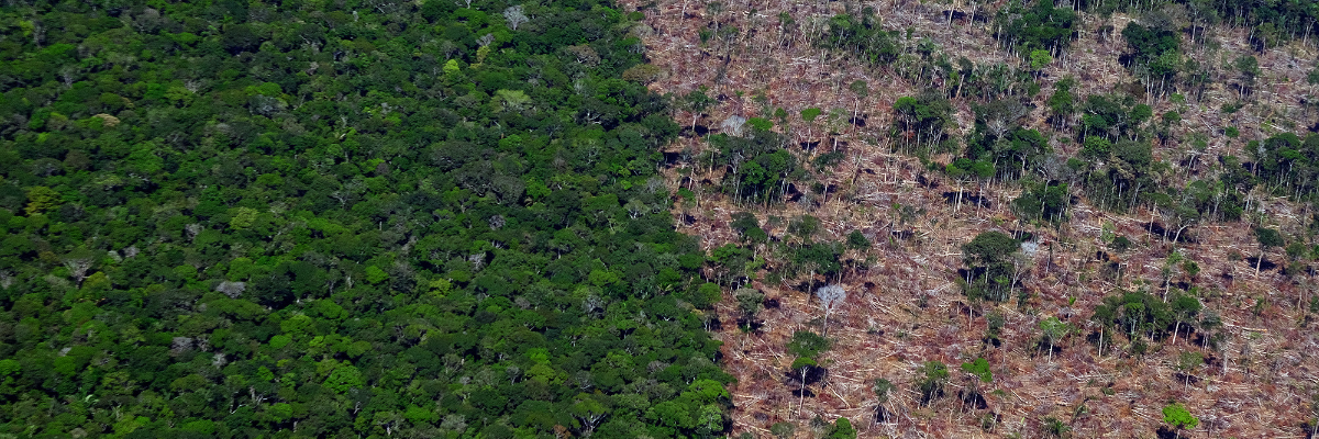 Combate Ao Desmatamento E Crise Clim Tica A Prioridade Do Governo