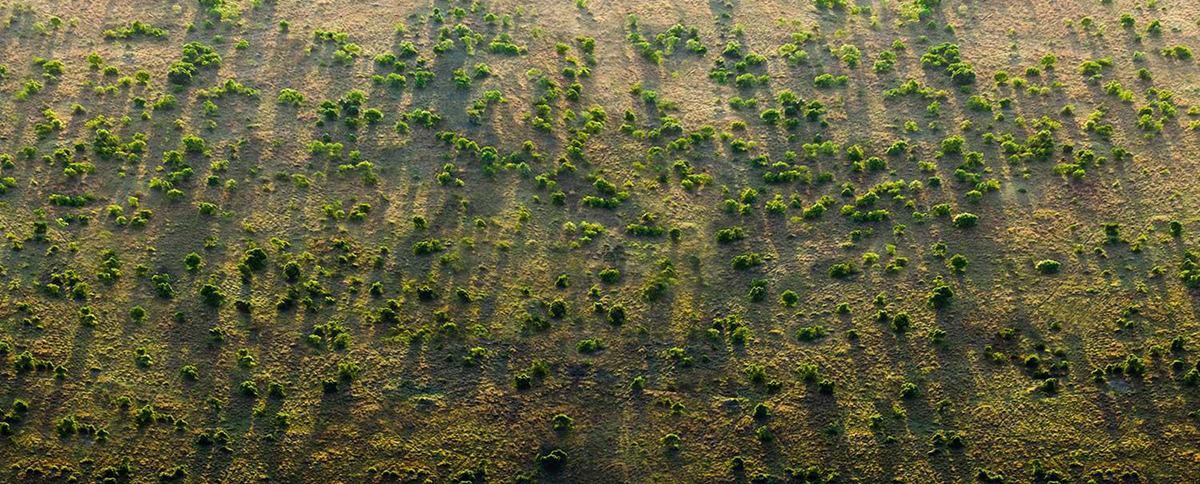 A GRANDE MURALHA VERDE: 8 MIL KM DE ÁRVORE PARA SALVAR A ÁFRICA