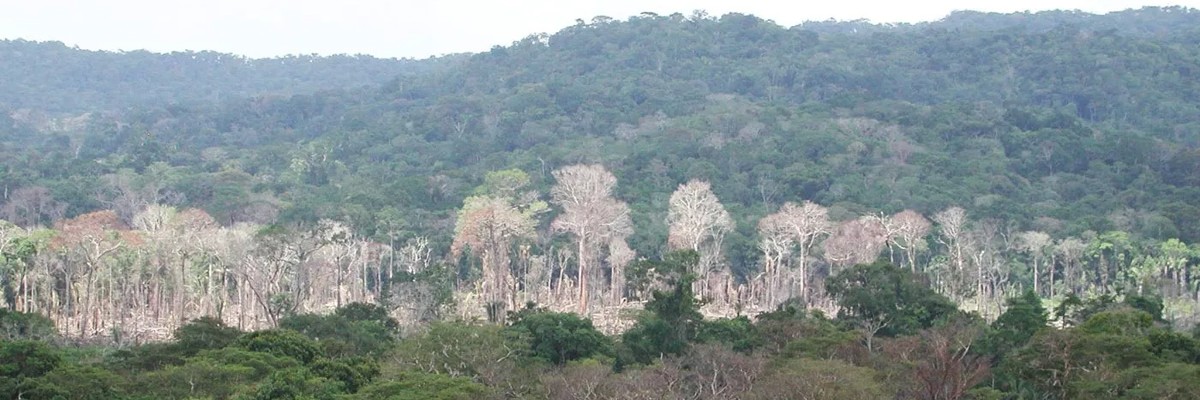 Em 10 anos, fazendeiros jogaram agrotóxicos sobre 30 mil