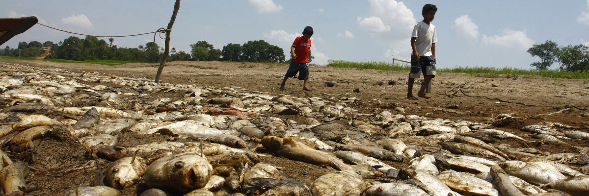 Seca no as deixa cidades isoladas e com escassez de alimento -  Amazônia Real