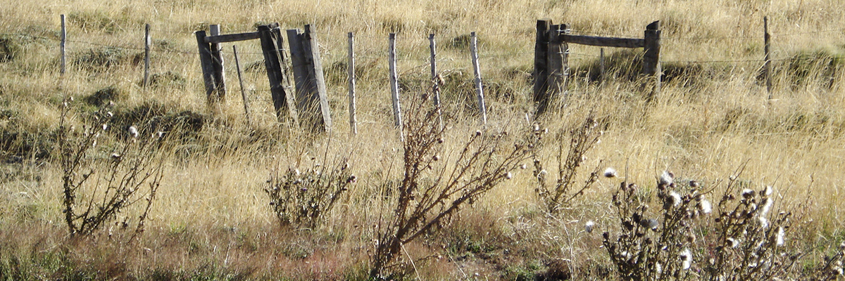 Pampa é ameaçado com rápido desaparecimento da fauna e flora