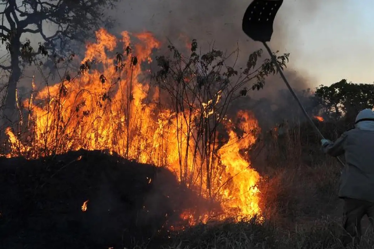 Antropólogo alerta para o aumento da seca nas terras indígenas e no sub-bosque da Amazônia