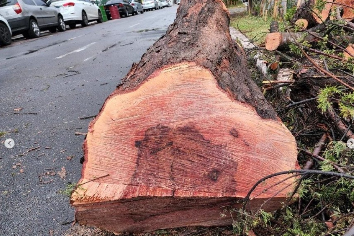 Corte e poda de árvores em Porto Alegre é efeito do crescimento de novos empreendimentos e enfraquecimento da legislação ambiental. “Existe uma espécie de caixa preta de sigilos ou falta de transparência nestas intervenções [ambientais], que acaba se naturalizando nos tempos atuais”, afirma o biólogo  