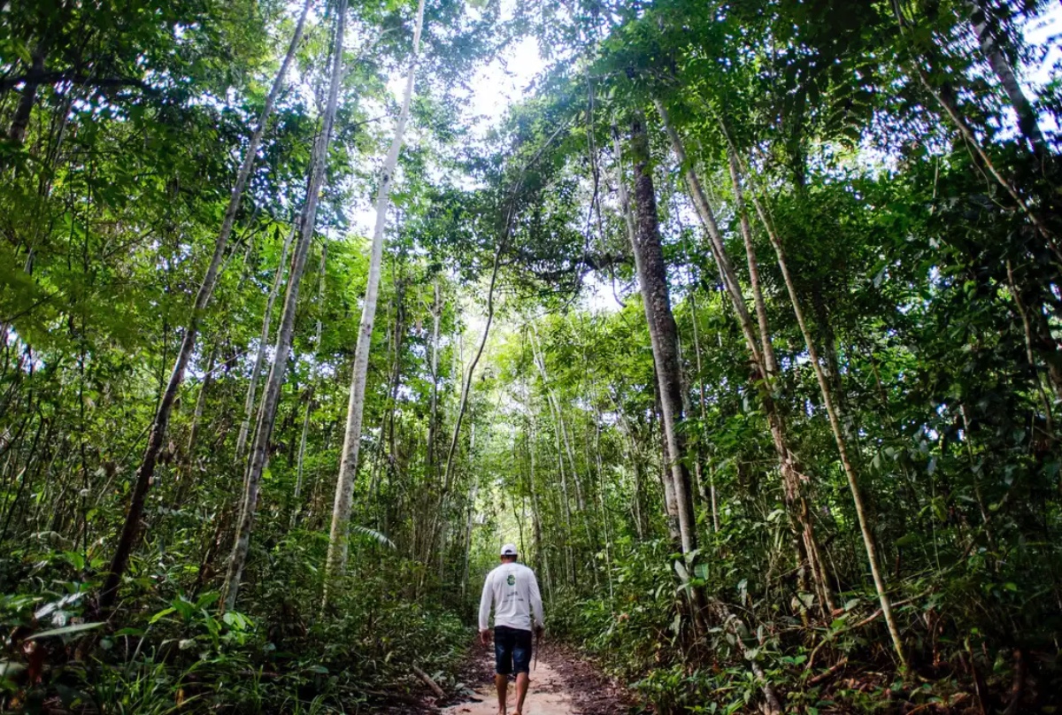 O botânico italiano que demonstrou que as plantas sentem e têm inteligência insiste que 