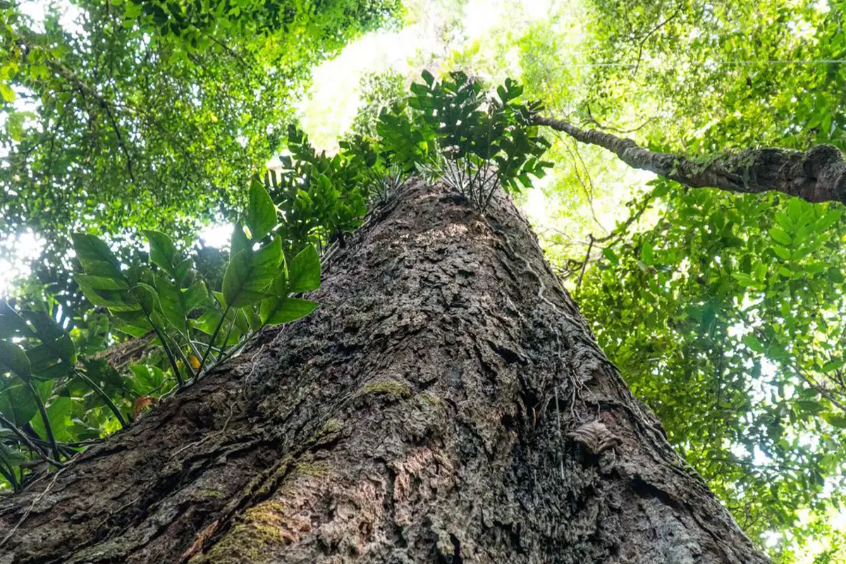 O pesquisador e autor do livro Plantas Sapiens nos desafia a pensar com empatia para expandir nossas formas de compreender e perceber o mundo