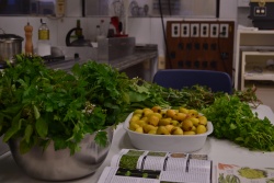 Oficina de plantas medicinais movimenta Unisinos e fomenta debate sobre Fitoterápicos no SUS