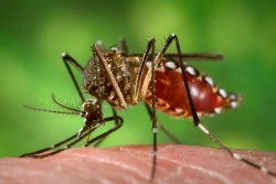 Quase metade dos municípios do Vale do Sinos está em alerta para surto de dengue, zika e chikungunya